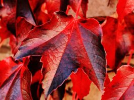 vite-rossa-benefici
