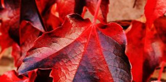 vite-rossa-benefici