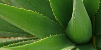 aloe-forex