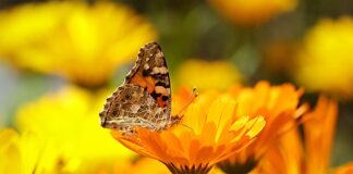 calendula-benefici