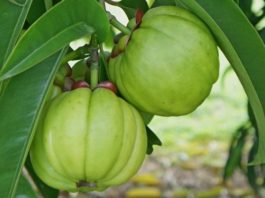 garcinia-cambogia