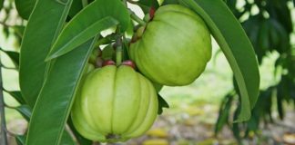 garcinia-cambogia