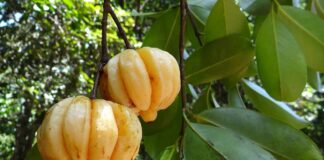 Garcinia Cambogia: opinioni negative garcinia-cambogia