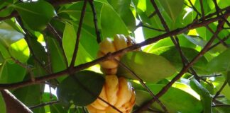 Garcinia Cambogia: controindicazioni garcinia-cambogia-controindicazioni