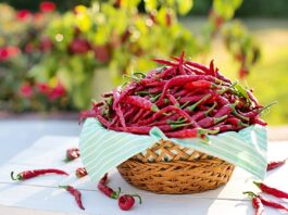 crema-anticellulite-peperoncino
