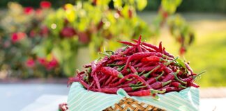 crema-anticellulite-peperoncino
