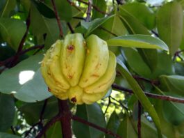 garcinia-cambogia-opinioni