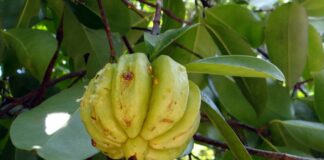 Garcinia Cambogia Aboca: cos’è e opinioni garcinia-cambogia-opinioni