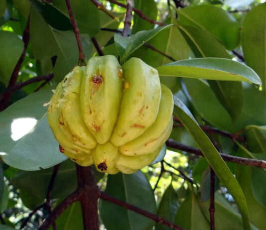 garcinia-cambogia-opinioni