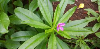 ginseng-benefici