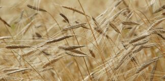 farro-benefici