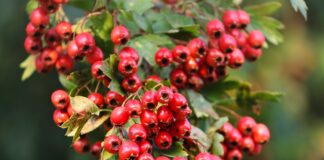 biancospino-benefici