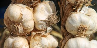 aglio-benefici
