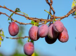 dieta-prugne-secche