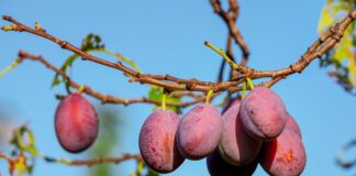 dieta-prugne-secche
