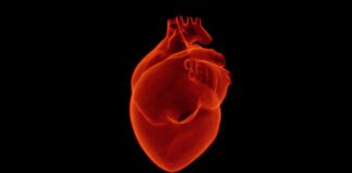 antocianina-cuore