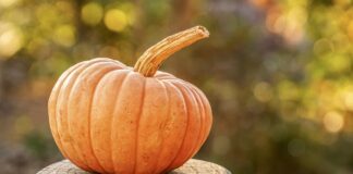 benefici-zucca