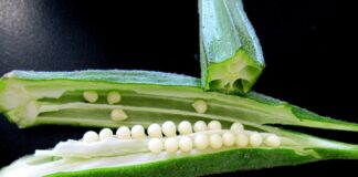 okra-benefici