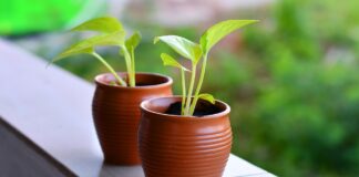 rucola-benefici