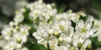 Biancospino, le proprietà e i benefici di questa pianta magica biancospino-benefici
