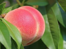pesche-sciroppate-benefici