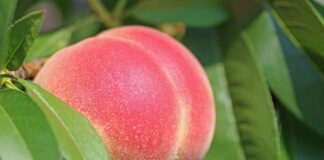 pesche-sciroppate-benefici