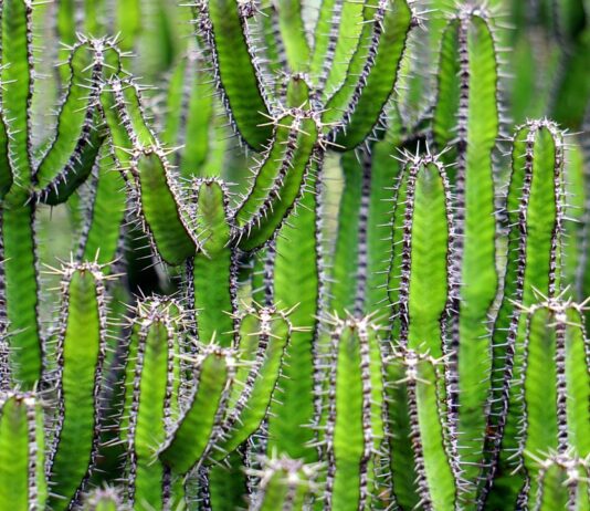 cactus-benefici