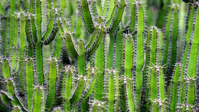 cactus-benefici