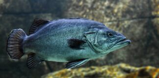 olio-di-pesce-omega-3