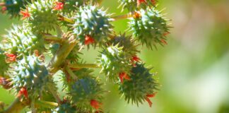 Olio di ricino: proprietà e benefici di un cosmetico naturale olio-di-ricino-benefici