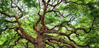 quercia-benefici