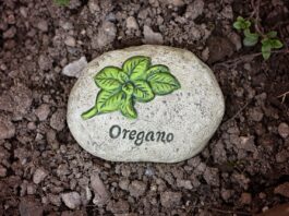origano-benefici