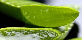 aloe-vera-benefici-capelli-pelle