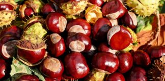 castagne-benefici