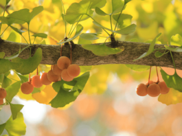 ginkgo biloba propriet&agrave; e benefici