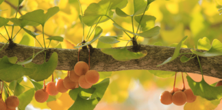 ginkgo biloba propriet&agrave; e benefici