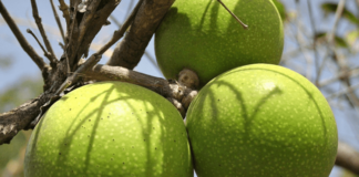 ignatia amara