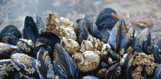 cozze benefici