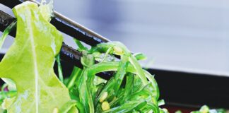 alga-wakame-benefici-proprieta