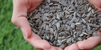 cibi ricchi di omega-6