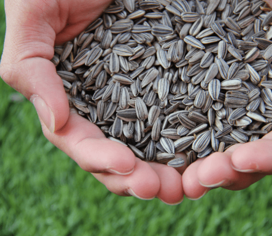 cibi ricchi di omega-6