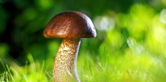 funghi-benefici-proprieta-valori nutrizionali