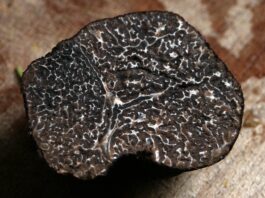 tartufo propriet&agrave; e benefici