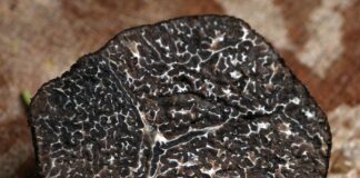 tartufo propriet&agrave; e benefici