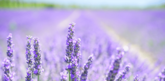Lavanda: proprietà e benefici lavanda proprietà e benefici