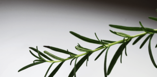 Olio essenziale di rosmarino: benefici e utilizzo olio essenziale di rosmarino