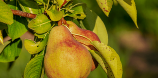 pera propriet&agrave; e benefici