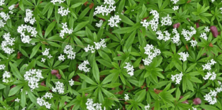 Asperula