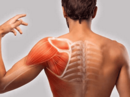 Muscoli fissatori della scapola