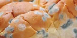 Muffa sugli alimenti